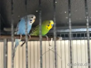 wellensittich Pärchen mit käfig zu verkaufen