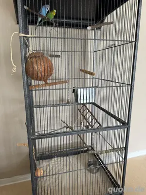 wellensittich Pärchen mit käfig zu verkaufen Bild 2