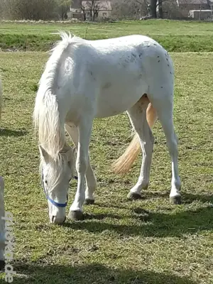 Tigerschecke appaloosa 