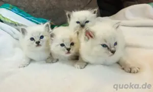 Heilige Birma Kitten reinrassig München