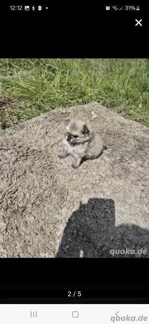 pomeranien zwerkspitz welpen 