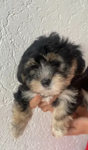 Malteser-Yorkshire-Mix-Rüde 
