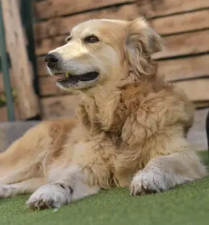 Roma - liebe Golden Retriever Hündin sucht ihre Familie