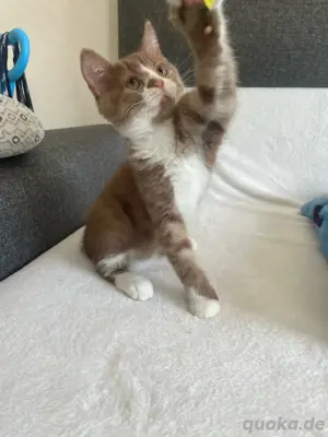 BKH Kitten  Junge 