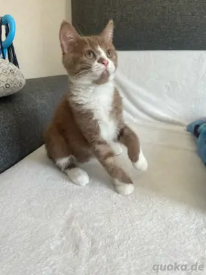 BKH Kitten  Junge 