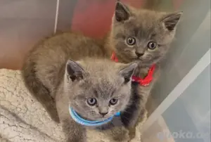 britischer katzen kurzharre 