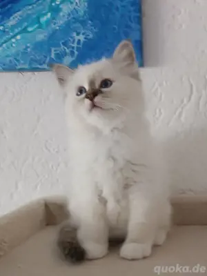 Reinrassige Heilige Birma Kitten