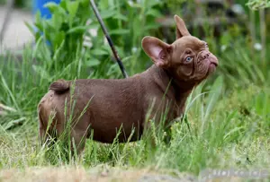 Französische Bulldogge chocolate 