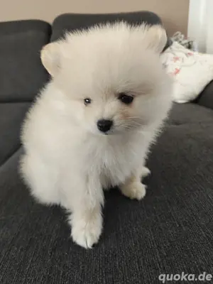 Zwergspitz Pomeranian 