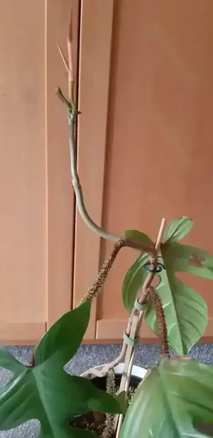 Philodendron Squamiferum, ca. 70 cm groß mit neuem Übertopf