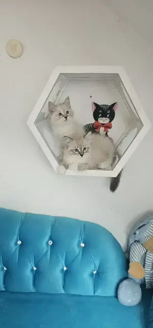 Neva Masquarade &Sibirische Katze mit Stammbaum  Bild 4