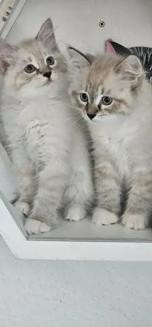 Neva Masquarade &Sibirische Katze mit Stammbaum  Bild 3