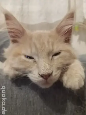 Maine Coon