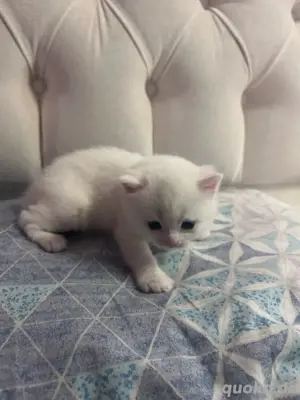 baby katze