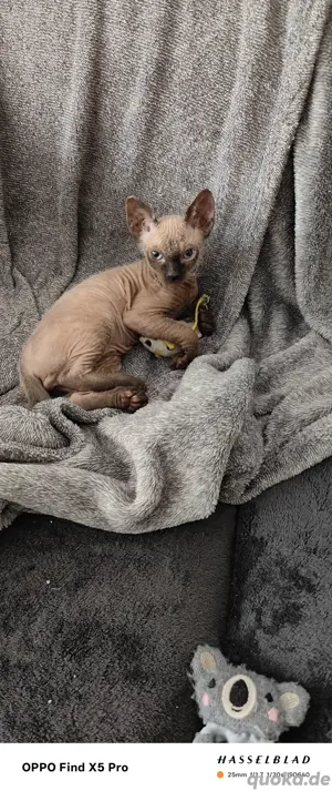 Katzenbaby 
