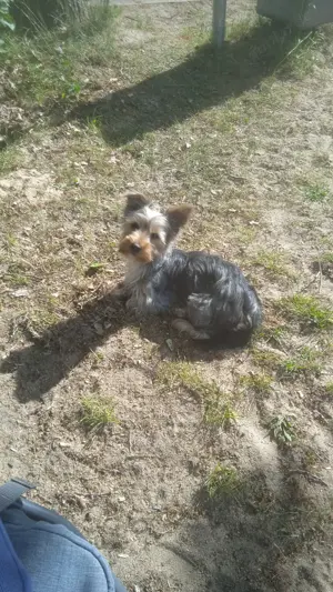 Yorkshire terrier Hündin 9 Monate 