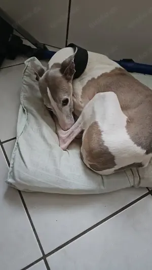 Dringend!!! Whippet Rüde sucht Zuhause 