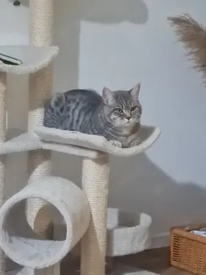 Bkh kater kastriert