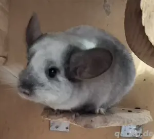 Chinchillas in vielen Farben zur Abgabe