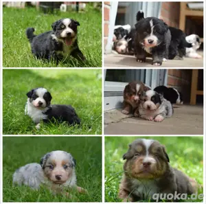 Mini Australian Shepherd