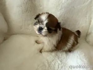 traumhafte shih tzu welpen mit Ahnentafel 