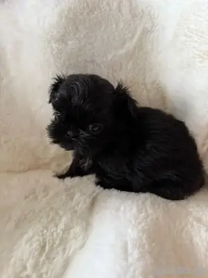 traumhafte shih tzu welpen mit Ahnentafel 