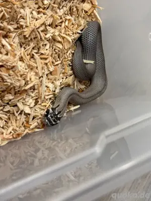 Heterodon Nasicus, Hakennasennatter 