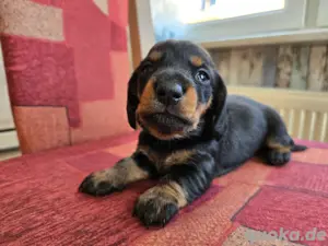 Dackel Welpen (Rüden) können ab Juli adoptiert werden.