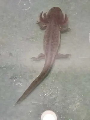 Axolotl Wildling 15cm