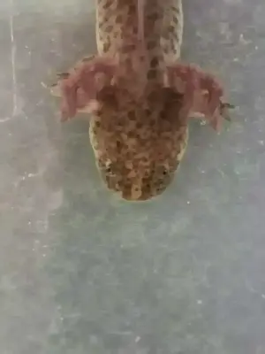 Axolotl Wildling Weibchen 