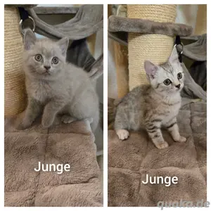 Bkh kitten 2 Stück  ab sofort 