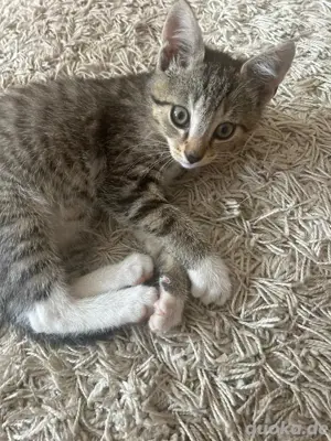 Ein süßer, getigerter Kater 
