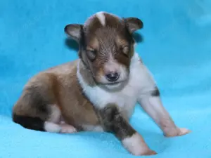 Colliewelpen von amerikansch kanadischen Eltern mit Ahnentafel