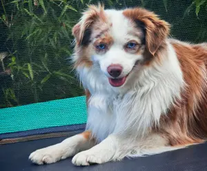 Mini Aussie Deckrüde (Miniature Australian Shepherd) 
