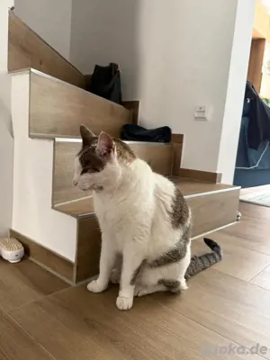 Liebevolles Zuhause für Kater gesucht - inkl. Zubehör