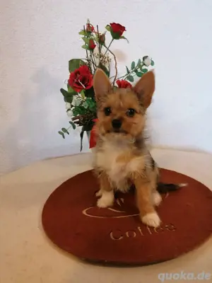 Yorkshire Terrier , Biewer Welpen
