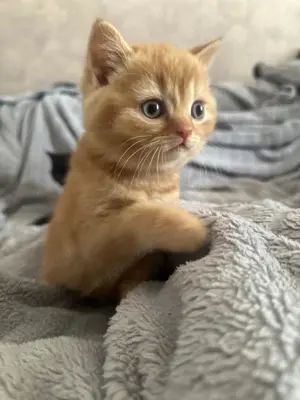Bkh Kitten  zum Verkaufen 