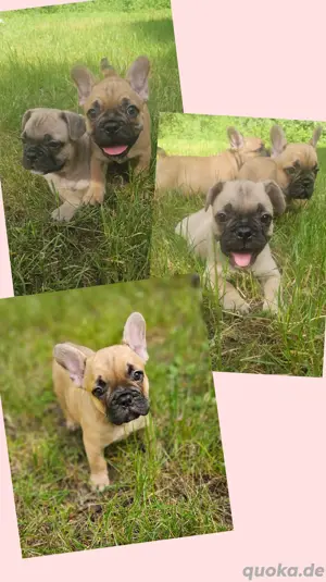 Französische Bulldogge Welpen 