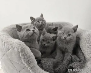 BKH Britischkurzhaar Abgabebereit! Kitten blue Kater Mädchen
