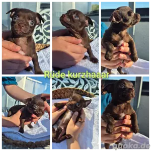 Chihuahua Welpen 