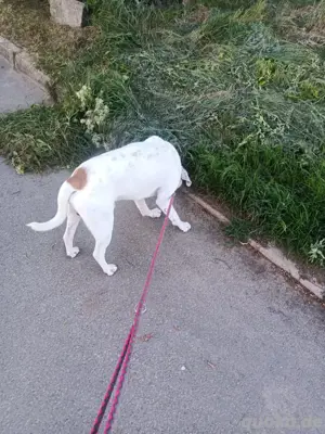 Hund Balu 