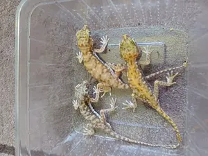 Dünnenfingergeckos 