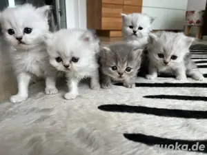  süße Perser Kitten Babykatzen