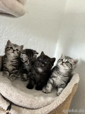 Britisch Kurzhaar Kitten Tabby Classic 