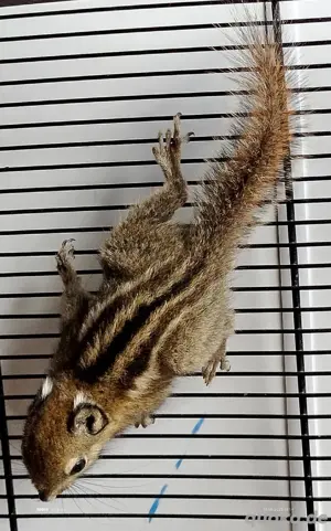 Chinesische Streifenhörnchen