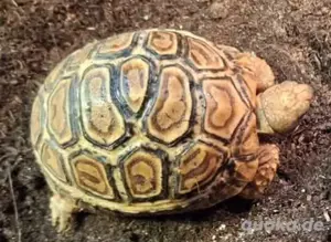 Suche eine kleine Pantherschildkröten 