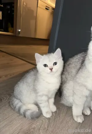 BKH Kitten ab mitte Juni