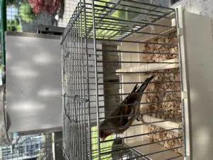Vögel mischlinge