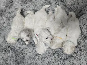 Bichon Frisé Welpen