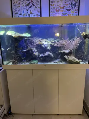 Meerwasser Aquarium ca. 380 l mit Technik, Inhalt und Tieren (sehr gut laufend)